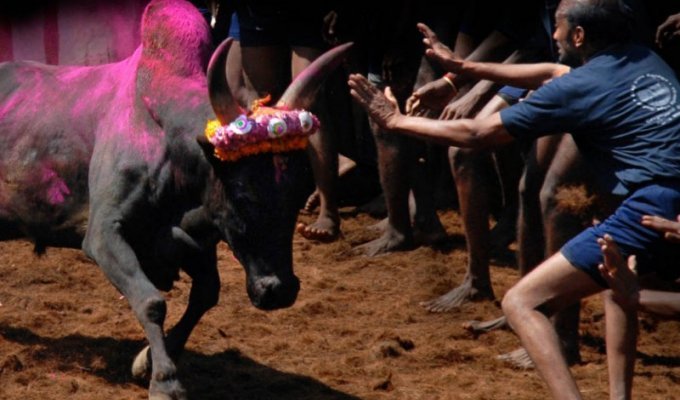 Джалликатту – на быка голыми руками (12 фото)