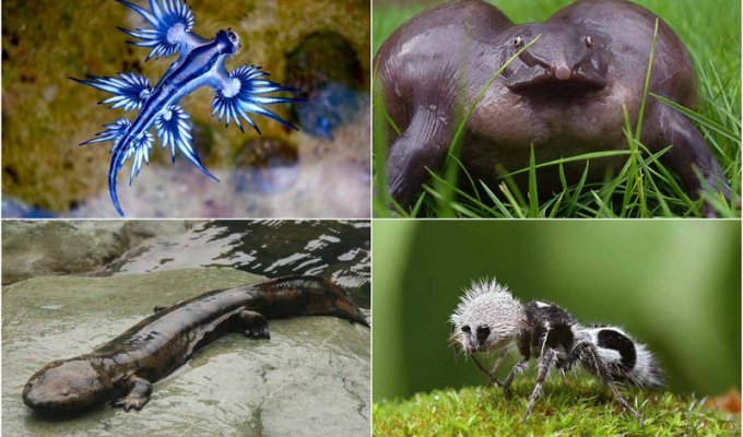 Уникальные представители животного мира, которые существуют миллионы лет (11 фото)