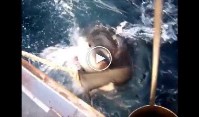 Еще одна опасная рыбалка с участием большой акулы в Австралии