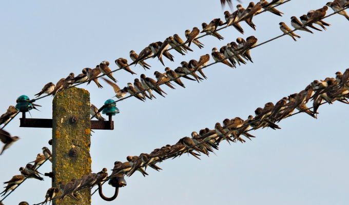 Почему птиц не бьёт током, когда они сидят на проводах под огромным напряжением? (4 фото)