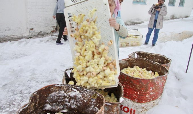 300 тысяч цыплят выбросили погибать на мороз (4 фото)
