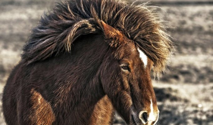 Дикие лошади Исландии в игривом настроении (14 фото)