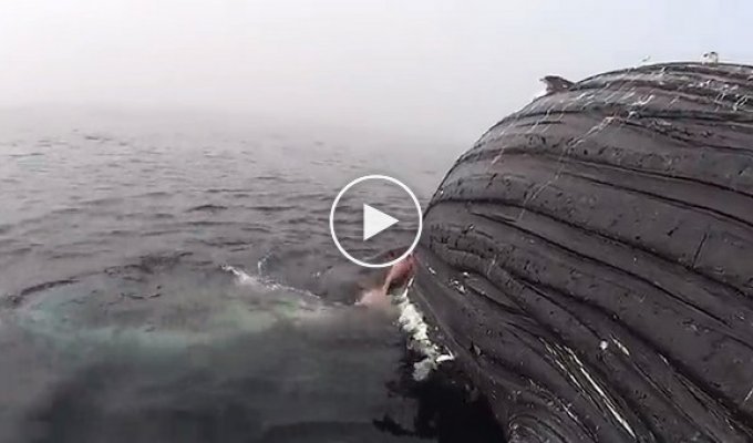 Белая акула обнаружила мертвого кита