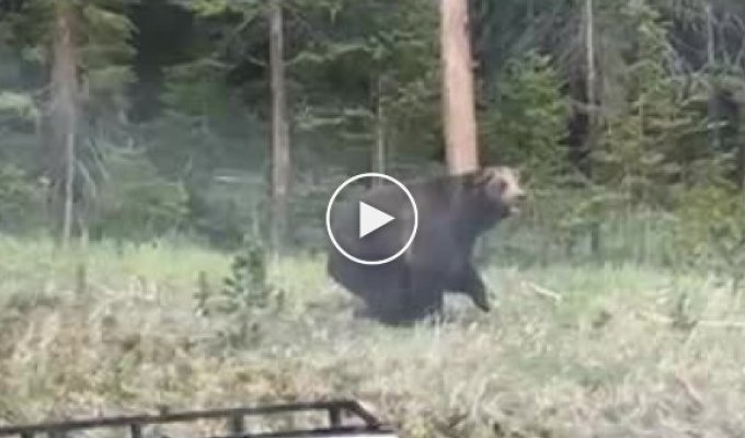 Медведь гризли попытался напасть на рейнджера в национальном парке