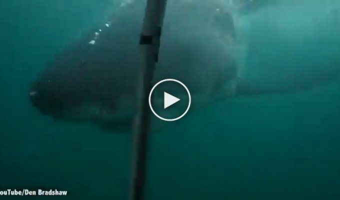 Огромная белая акула напала на клетку с туристами