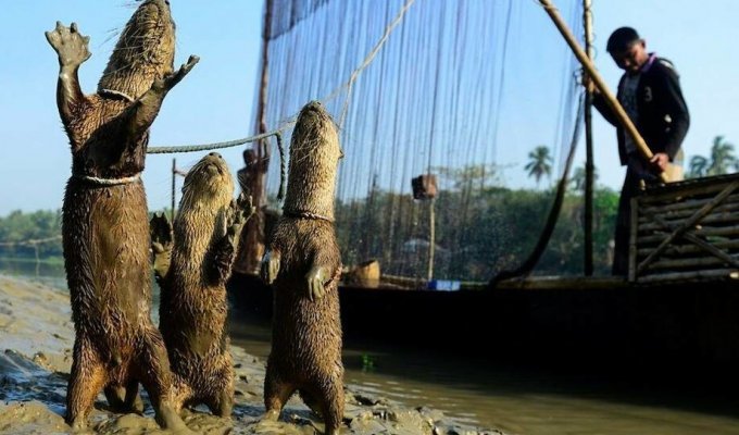 Как в Бангладеш выдры помогают рыбакам ловить рыбу (11 фото)