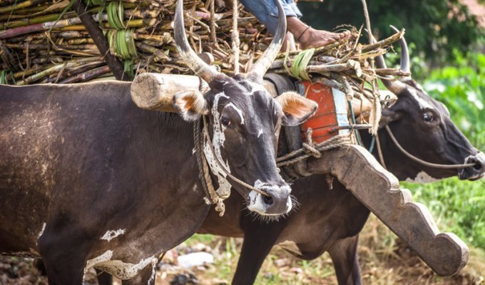 Почему корова священна в Индии? (9 фото)