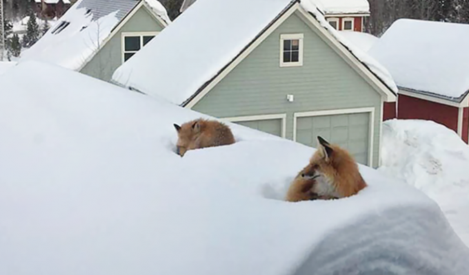 В Колорадо выпало так много снега, что лисы без труда взобрались на крышу дома (4 фото)