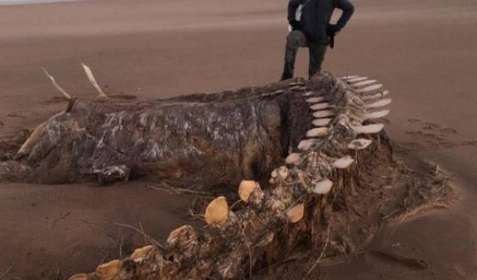 На берег Шотландии штормом вынесло скелет неизвестного существа (фото)