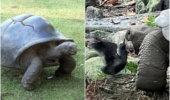 Ученые впервые засняли, как черепаха-вегетарианка обедает птицей (6 фото + 1 видео)