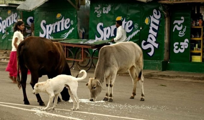 Священные бродяги: как бездомные коровы стали проблемой в Индии (9 фото)