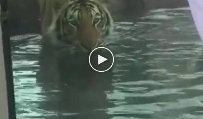 Тигр устроил охоту на посетителя зоопарка
