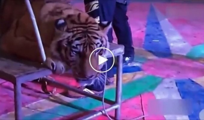 В китайском цирке связали амурского тигра, чтобы посетители могли фотографироваться с ним