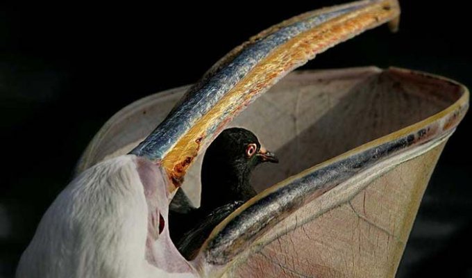 Белый пеликан скушал голубя
