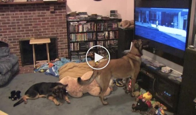 Веселый пес с удовольствием смотрит свой любимый мультфильм — «Вольт»