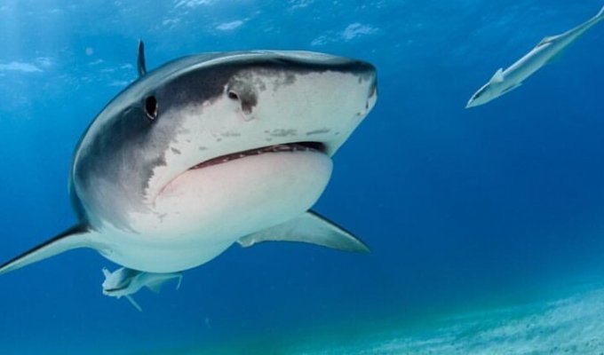 Ученым удалось установить, кто является самой необычной жертвой тигровых акул (5 фото)
