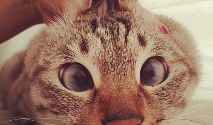 Милейшие коты с глазками вразбег, чей изъян делает их уникальными (21 фото)