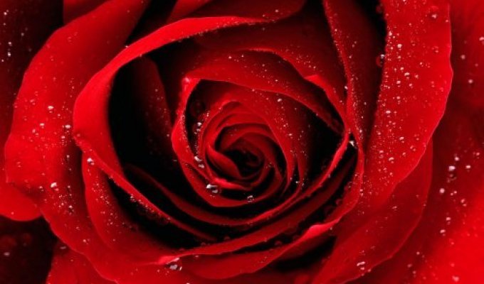 Красивые Розы На Рабочий Стол (25 Обоев)