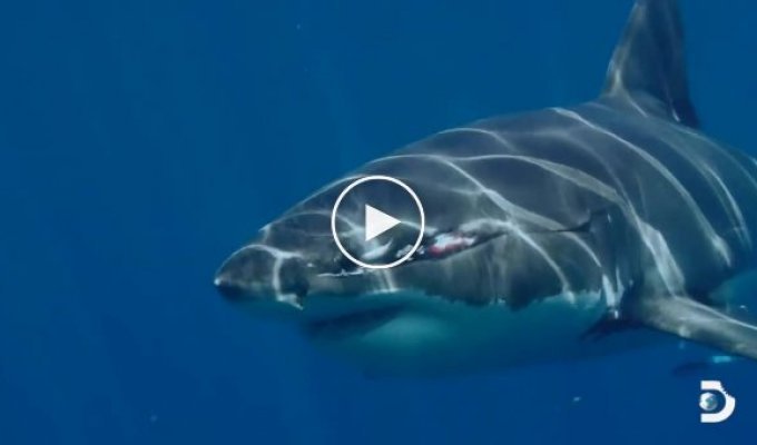 Джокер подводного мира. Огромная любознательная акула с гигантским шрамом