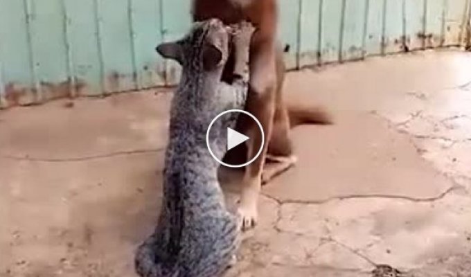 Кошка делает массаж собаке