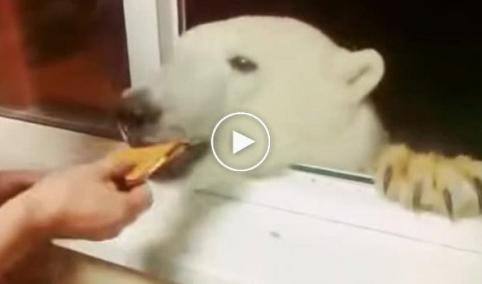 Белый медведь нашел хорошее пристанище для перекусить