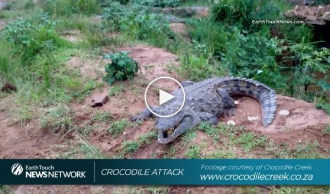 Атака крокодила