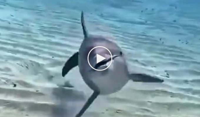 Дельфин который понимает, что его снимают на камеру