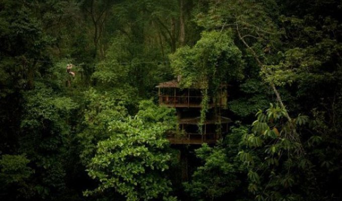 Жизнь в джунглях (34 фотографии)