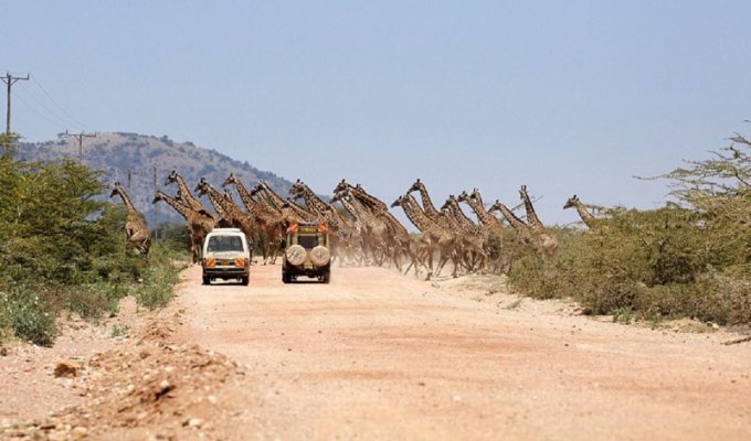 30 жирафов переходят дорогу в заповеднике Масаи-Мара (5 фото)