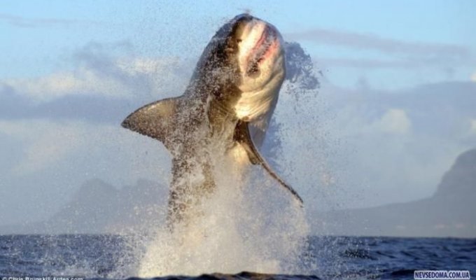Полет белой акулы (3 фотографии)