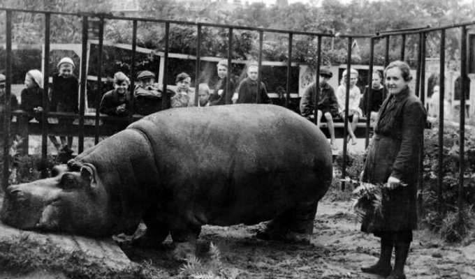 Как Ленинградский зоопарк пережил блокаду (15 фото)