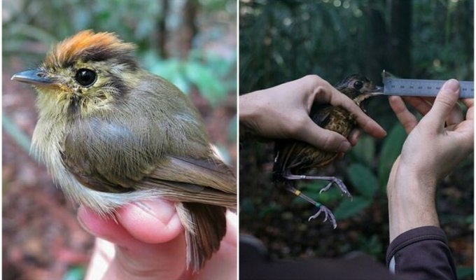 Ученые выяснили, что изменение климата меняет размер птиц (9 фото)