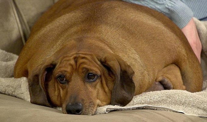 15 самых толстых собак в мире (16 фото)