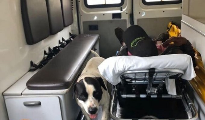 Верные собаки сопровождали хозяина в "скорой помощи" (6 фото)