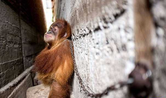 В Индонезии работники спасательного центра освободили прикованного к стене детёныша орангутанга (5 фото)