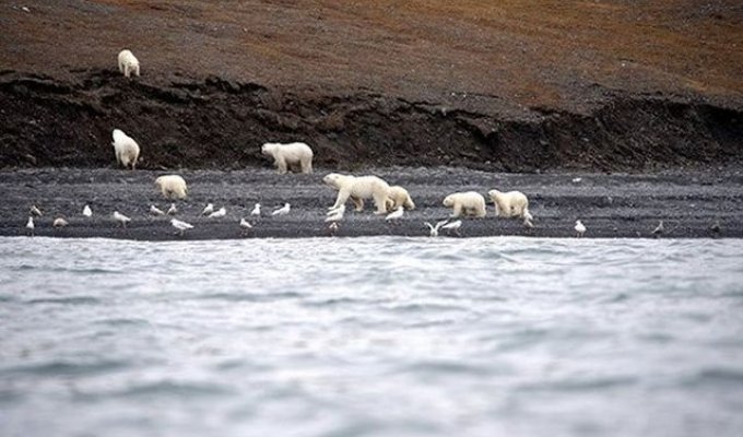 Огромное скопление белых медведей в заповеднике «Остров Врангеля» (6 фото)
