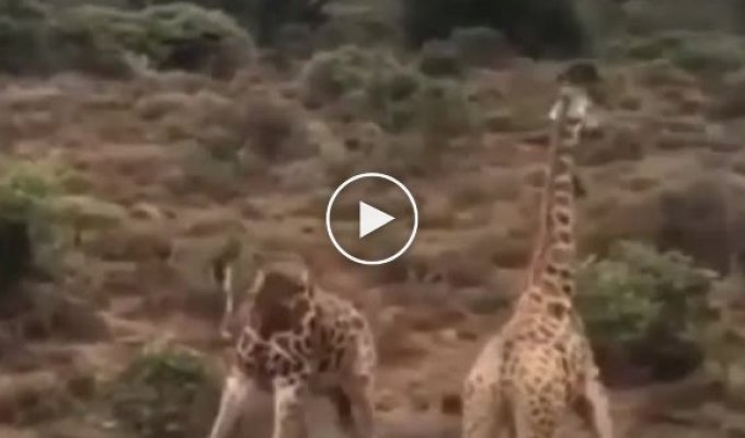 Жесткая битва жирафов