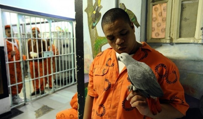 Попугаи как средство влияния на преступников (4 фото)