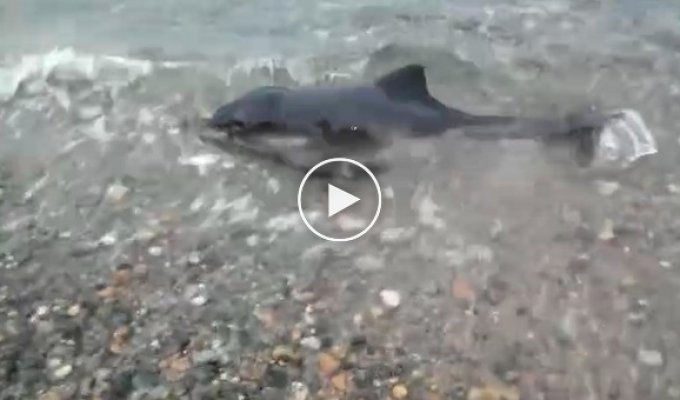 Спасение маленького дельфина в Черном море