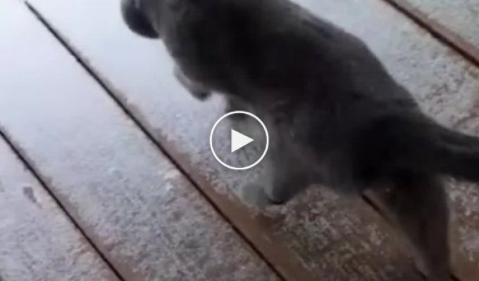 Первая прогулка кота по снегу
