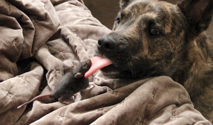Спасенная крыса и собака теперь лучшие друзья (12 фото)