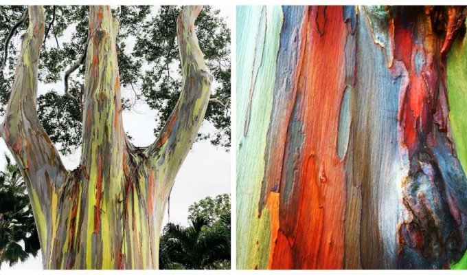 Шалости природы: самое красочное дерево в мире (10 фото + 1 видео)