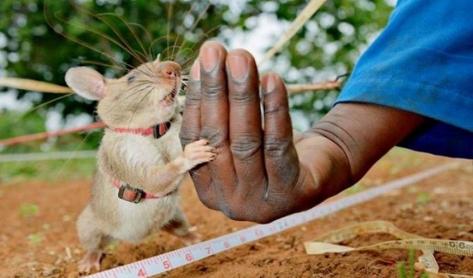 Огромная крыса показывает хозяину своего новорожденного детёныша (5 фото + 3 видео)