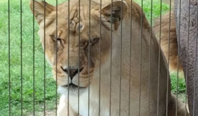 Справившая нужду львица нарушила покой льва (4 фото)
