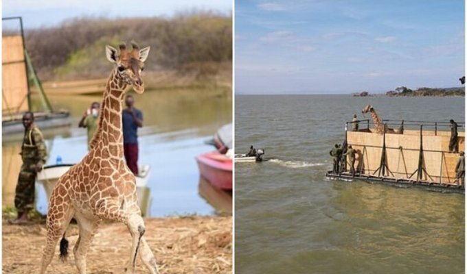 Не оставили в беде: в Кении жирафов спасли с затопленного острова (8 фото + 1 видео)