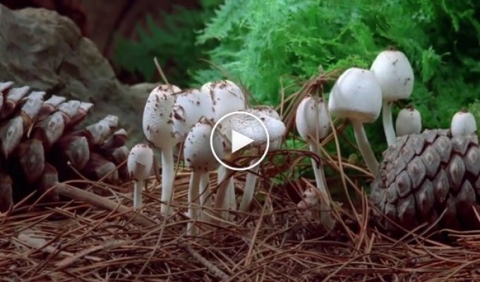 Американский миколог снял красивое видео из леса