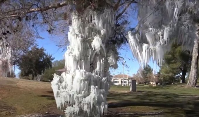 В Калифорнии за одну ночь появилась выставка ледяных скульптур, которую никто не готовил (5 фото + 1 видео)