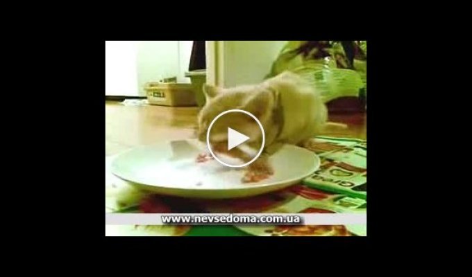 Как котенок очень интересно ест :)