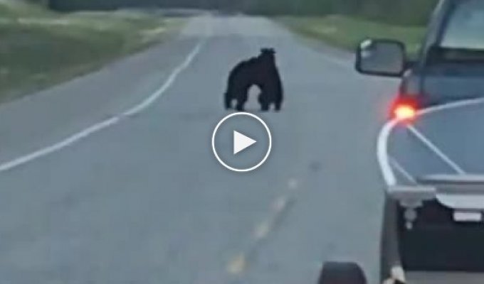 Борьба медведей на трассе в Канаде
