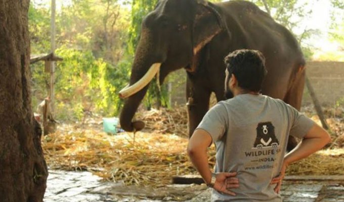 Зоозащитники освободили 75-летнего слона, который 50 лет просидел на цепи (9 фото)